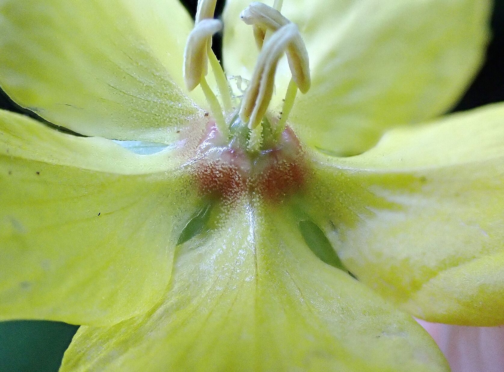 Fringed loosestrife flower.JPG